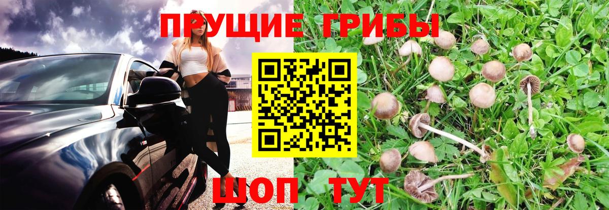 Галлюциногенные грибы MAGIC MUSHROOMS  Галлюциногенные грибы Psilocybine cubensis  Вход с VPN  Кувандык 